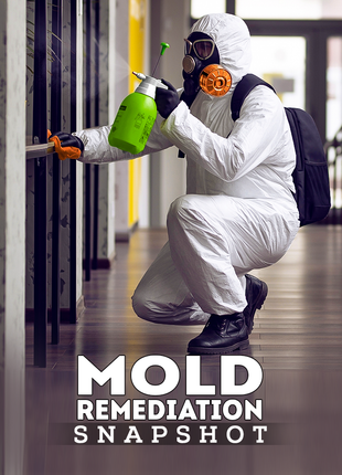 Mold Remediation Snapshot